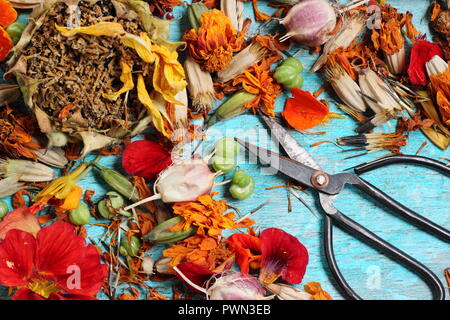 La sauvegarde des graines de fleurs pour les futures plantations : tournesol (Helianthus anuus) l'amour dans un brouillard (Nigella damascena), capucine (Tropaeolum), souci (Tagetes). Banque D'Images