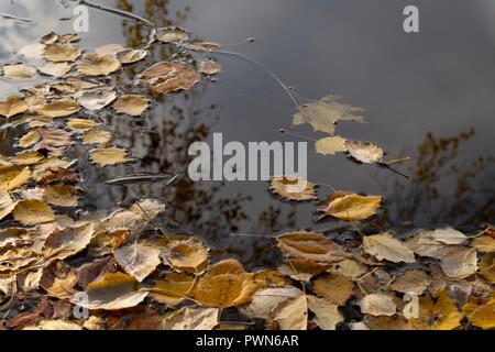 Feuilles d'automne jaune coloré flottant sur l'eau tranquille avec des réflexions du ciel, des nuages et un arbre dans un concept de l'évolution des saisons Banque D'Images