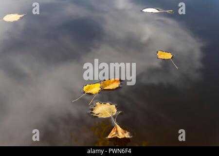 Feuilles d'automne jaune coloré flottant sur l'eau tranquille avec des réflexions du ciel, des nuages et un arbre dans un concept de l'évolution des saisons Banque D'Images