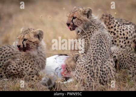 Cheetah cubs avec bouche sanglante tuer manger Banque D'Images