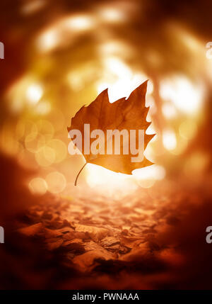 Une seule chute d'un arbre en automne feuilles, macro close up tourné en couleurs automnales. Banque D'Images