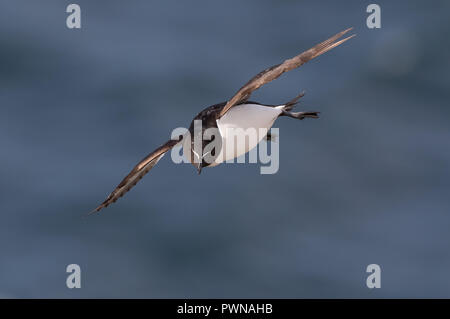 Vue rapprochée avant de l'oiseau de mer du Royaume-Uni razorbill (Alca torda) isolé dans les ailes de vol se propagées, glissant dans le milieu de l'air, volant tête-sur, fond bleu de mer. Banque D'Images