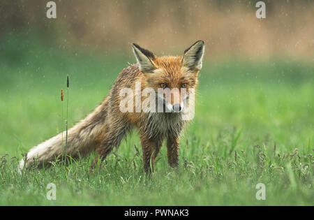 Yooung fox dans un paysage de printemps Banque D'Images