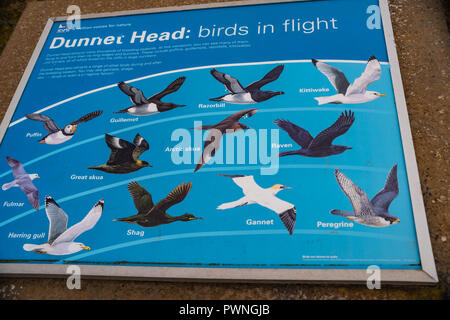Informations sur les oiseaux de mer à Dunnet Head Lighthouse, Dunnet Head,, côte nord, Ecosse, Royaume-Uni Banque D'Images