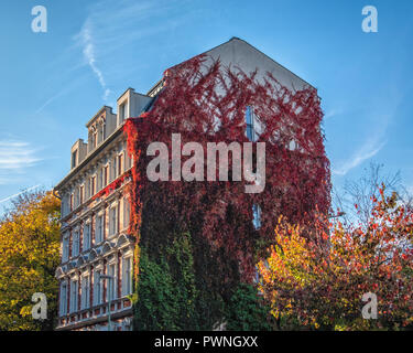 Les arbres d'or & rouge Vibrant feuilles de vigne contre l'immeuble en automne à Mitte, Berlin Banque D'Images