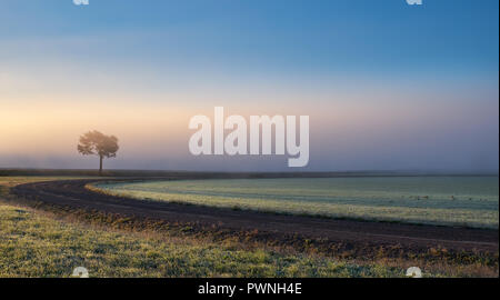 Lonely tree against a blue sky au lever du soleil. Paysage d'automne avec un arbre isolé avec du brouillard en Finlande Banque D'Images