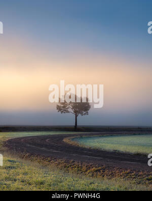 Lonely tree against a blue sky au lever du soleil. Paysage d'automne avec un arbre isolé avec du brouillard en Finlande Banque D'Images