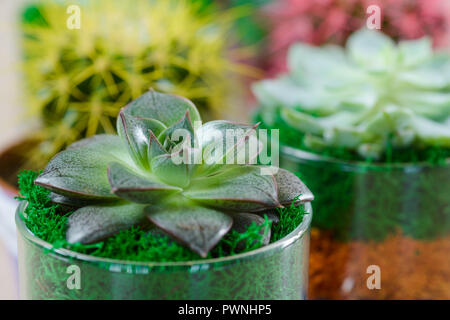 Jardin en pots de verre succulentes Banque D'Images