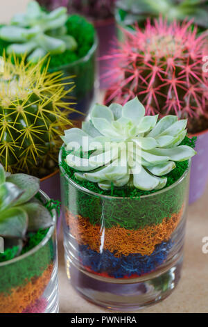 Mini plantes en pot Banque D'Images