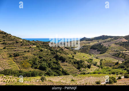 Vignoble de Collioure-Banyuls, vu de la côte de Vermeille, Pyrénées-Orientales, Catalogne, Languedoc-Roussillon, France Banque D'Images