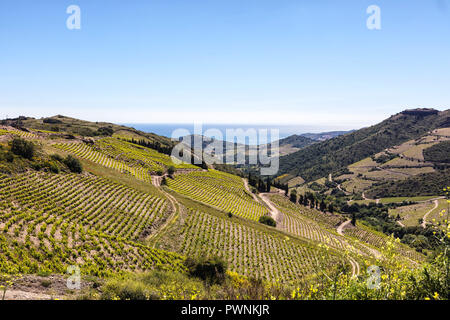 Vignoble de Collioure-Banyuls, vu de la côte de Vermeille, Pyrénées-Orientales, Catalogne, Languedoc-Roussillon, France Banque D'Images