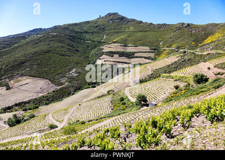 Vignoble de Collioure-Banyuls, vu de la côte de Vermeille, Pyrénées-Orientales, Catalogne, Languedoc-Roussillon, France Banque D'Images