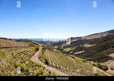 Vignoble de Collioure-Banyuls, vu de la côte de Vermeille, Pyrénées-Orientales, Catalogne, Languedoc-Roussillon, France Banque D'Images