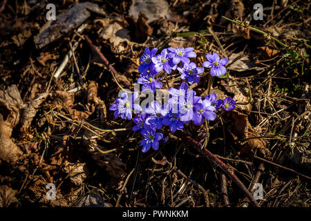 Première violette bleu dans la forêt. Blue spring wildflowers, l'hépatique Hepatica nobilis. Banque D'Images