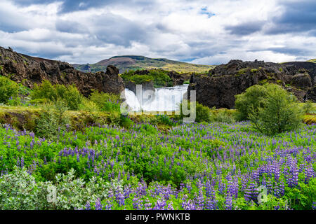 Paysage d'été avec les cascades de Hjalparfoss champ lupin dans les hautes terres d'Islande Banque D'Images