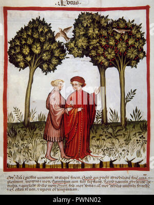 Tacuinum Sanitatis. 14e siècle. Manuel de l'époque médiévale la santé. Représentant une miniature à pied dans la campagne. Folio 102v. Banque D'Images