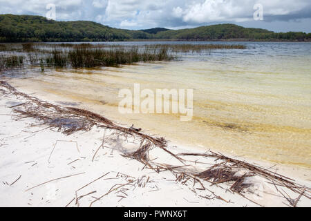 Lac Birrabeen - Fraser Island Banque D'Images