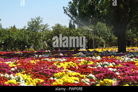 Beijing, Beijing, Chine. 17 Oct, 2018. Beijing, Chine - Le Jardin botanique de Beijing est en plein automne couleur des fleurs chrysanthème comme blossom en automne. Crédit : SIPA Asie/ZUMA/Alamy Fil Live News Banque D'Images