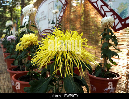 Beijing, Beijing, Chine. 17 Oct, 2018. Beijing, Chine - Le Jardin botanique de Beijing est en plein automne couleur des fleurs chrysanthème comme blossom en automne. Crédit : SIPA Asie/ZUMA/Alamy Fil Live News Banque D'Images