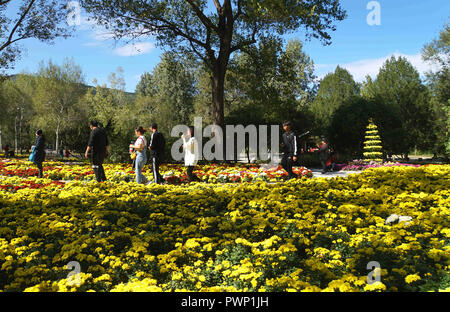 Beijing, Beijing, Chine. 17 Oct, 2018. Beijing, Chine - Le Jardin botanique de Beijing est en plein automne couleur des fleurs chrysanthème comme blossom en automne. Crédit : SIPA Asie/ZUMA/Alamy Fil Live News Banque D'Images