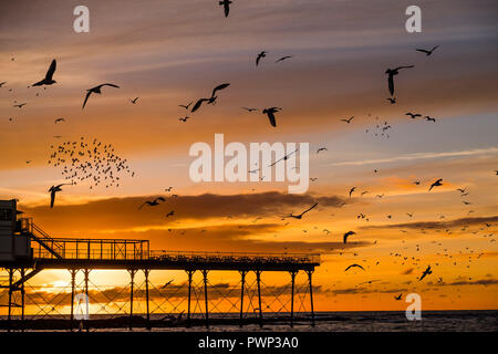 Aberystwyth, Pays de Galles, Royaume-Uni. 17 Oct, 2018. Météo France : le coucher du soleil à Aberystwyth Aberystwyth, Pays de Galles, Royaume-Uni mercredi 17 octobre 2018. Météo France : la chasse aux anchois Seaguls dans l'eau remplir le ciel au coucher du soleil à Aberystwyth, sur la côte ouest du pays de Galles Crédit photo : Keith morris/Alamy Live News Banque D'Images