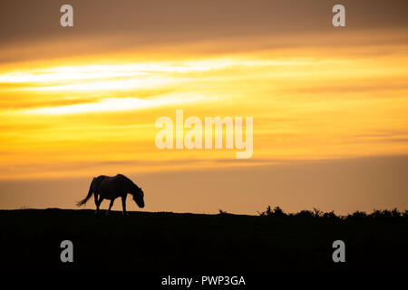 La péninsule de Gower, Swansea, Royaume-Uni. 17 octobre 2018. Météo. Un voile de nuages minces obscurcit un coucher de soleil comme un poney solitaire erre à la recherche de pâturages plus verts sur la lande appelée Cefn Bryn sur la péninsule de Gower, près de Swansea, Pays de Galles, de crédit : Gareth Llewelyn/Alamy Live News. Banque D'Images