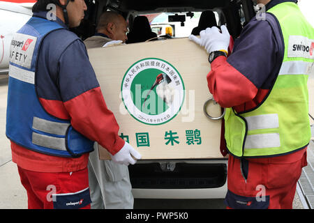 Tokyo. 17 Oct, 2018. Une paire de crested ibis de la Chine arrivent à l'aéroport de Narita au Japon, le 17 octobre 2018. Une paire de crested ibis de Chine est arrivé au Japon le mercredi comme un symbole d'amitié entre les deux pays. Credit : Hua Yi/Xinhua/Alamy Live News Banque D'Images