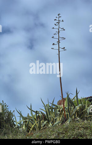 Plant Agave americana variegata, Cantabria, Spain, Europe Banque D'Images