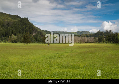 Printemps frais pré vert avec une forêt en arrière-plan et les collines. Ciel nuageux. Place près de Lagoa das Furnas, Sao Miguel, Açores, Portugal Banque D'Images