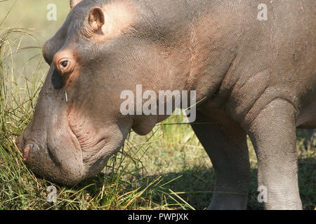 Hippopotame Banque D'Images