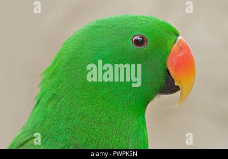 Perroquet Eclectus roratus eclectus (mâle) Banque D'Images