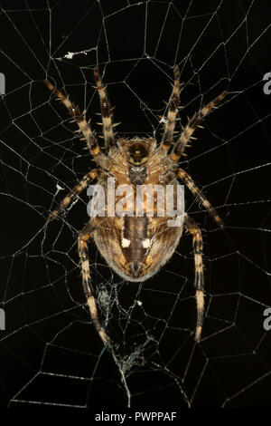 Gros plan détaillé et macro de l'araignée sauvage du Royaume-Uni (Araneus diadematus) isolée à l'extérieur dans le Web. Insectes, arachnides - faune de jardin britannique. Banque D'Images