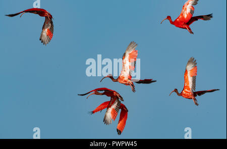 Ibis rouge juvénile volant au-dessus. Banque D'Images