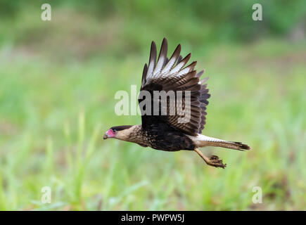 Un Caracara huppé volant bas au sol dans les fermes de la Trinité. Banque D'Images