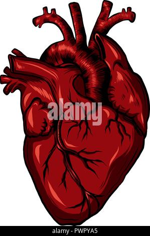 Biologie du coeur de l'homme rouge. Vector illustration Illustration de Vecteur