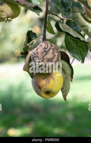 Cydonia oblongues. Aromatnaya fruits coing avec et sans pourriture brune sur l'arbre Banque D'Images