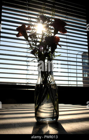 L'accent doucement de fleurs dans vase en verre plein d'eau sur la table vide en bois avec des ombres sur la table horizontale et superbe soleil venant d'un w Banque D'Images