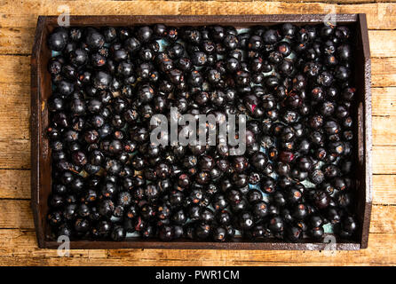 Aronia de baies dans une boîte en bois Vue de dessus, des aliments sains Banque D'Images