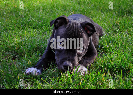 American Staffordshire terrier. Cute puppy pain pur sur le sol vert. Banque D'Images