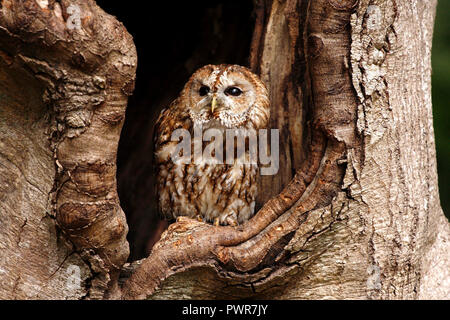 Chouette hulotte dans tree hollow Banque D'Images