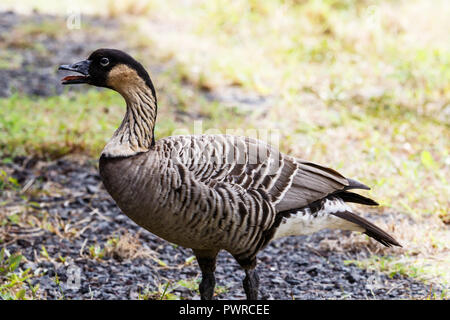 Nene, également appelé Hawaiian goose (Branta sandvicensis), sur la grande île d'Hawaii avec la bouche ouverte. Banque D'Images