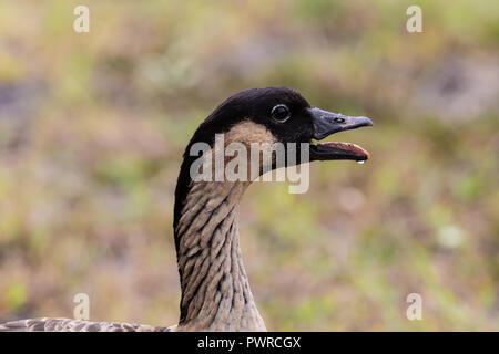 Nene, également appelé Hawaiian goose (Branta sandvicensis), sur la grande île d'Hawaï ; libre de tête avec la bouche ouverte. Banque D'Images