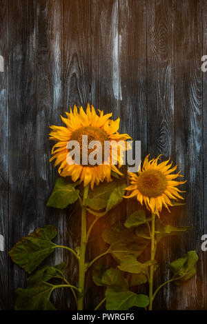 Tournesols lumineux ne contre un fond sombre Banque D'Images