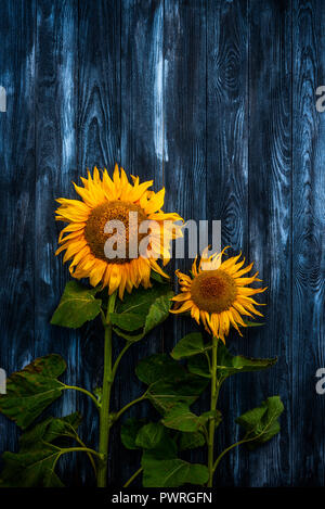 Tournesols lumineux ne contre un fond sombre Banque D'Images