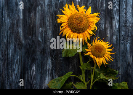 Tournesols lumineux ne contre un fond sombre Banque D'Images
