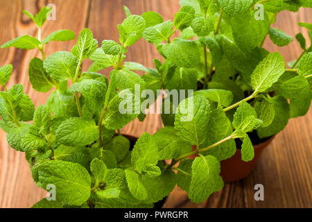 La menthe fraîche dans des pots sur une table Banque D'Images