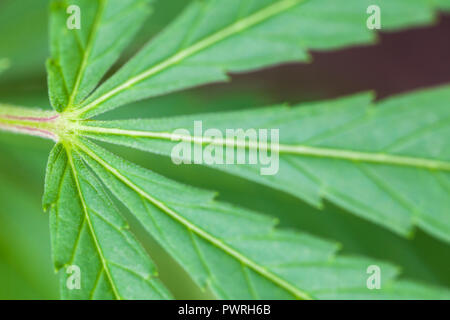 Feuilles de marijuana dans le jardin. Kona, Hawaii Banque D'Images