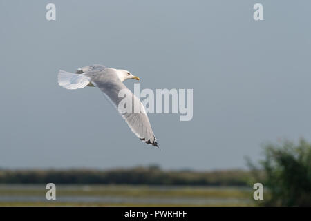 Mouette survolant le Delta du Danube Banque D'Images