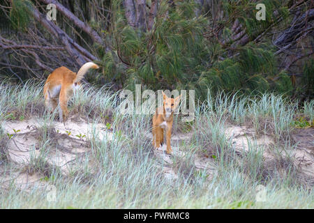 Dingos - Fraser Island Banque D'Images