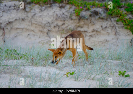 Dingos - Fraser Island Banque D'Images